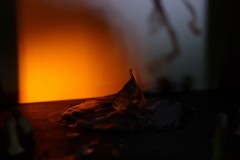 LSA-IMG_0025